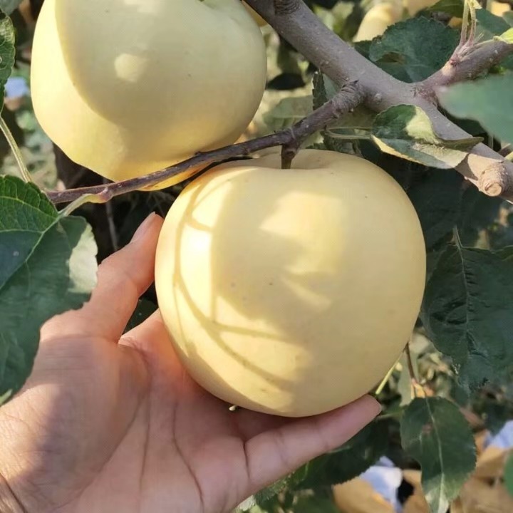 Goldene Apfelsamen