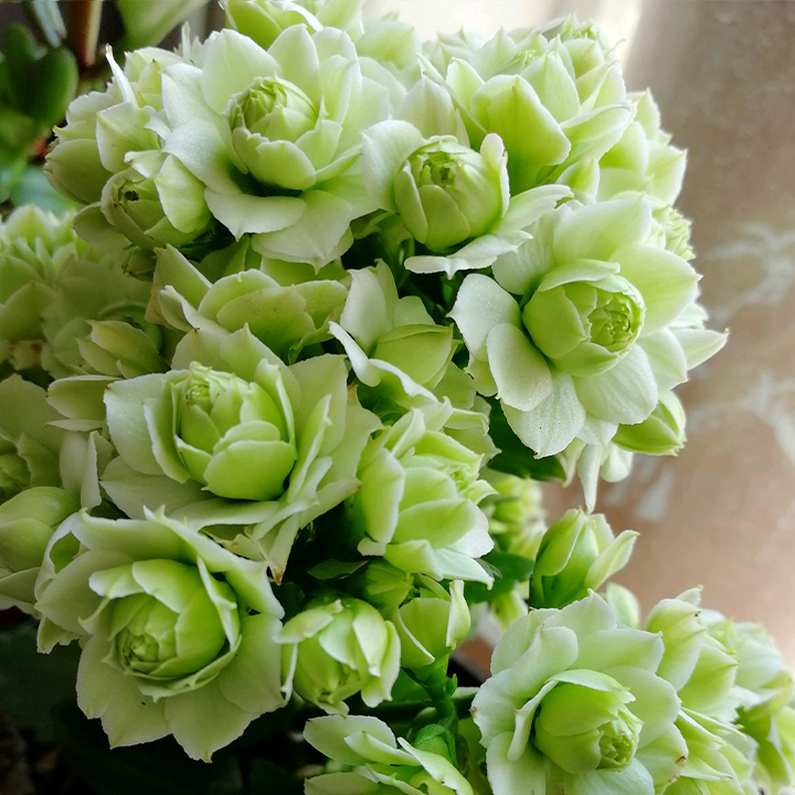 Rare Double Kalanchoe - Four Seasons Flowering