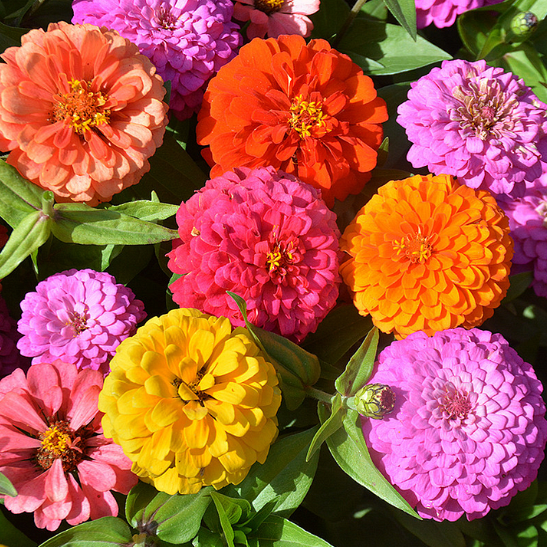 🌺 Doppelte Zinniensamen in gemischten Farben