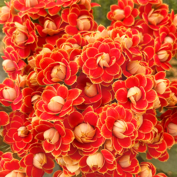 Rare Double Kalanchoe - Four Seasons Flowering