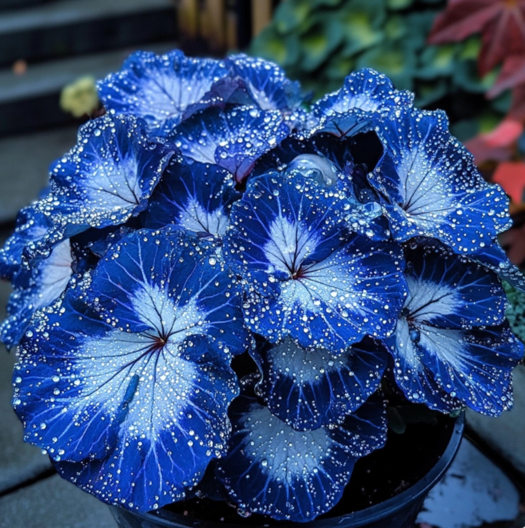 Blue Night Spark Begonia 🌙✨