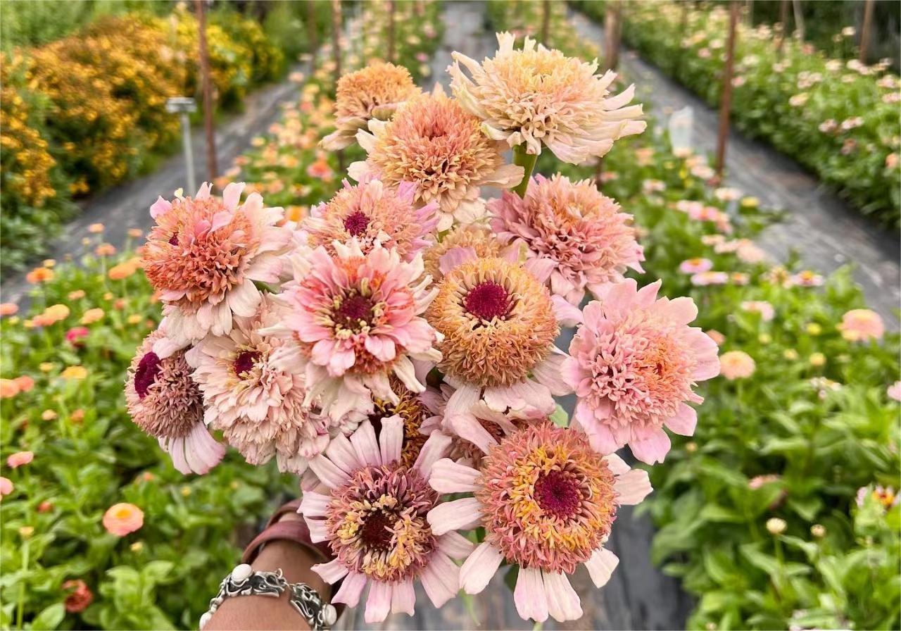 GEMISCHTE FARBZINNIEN-BLUMENSAMEN – DIE FARBENFROHE OASE IHRES GARTENS
