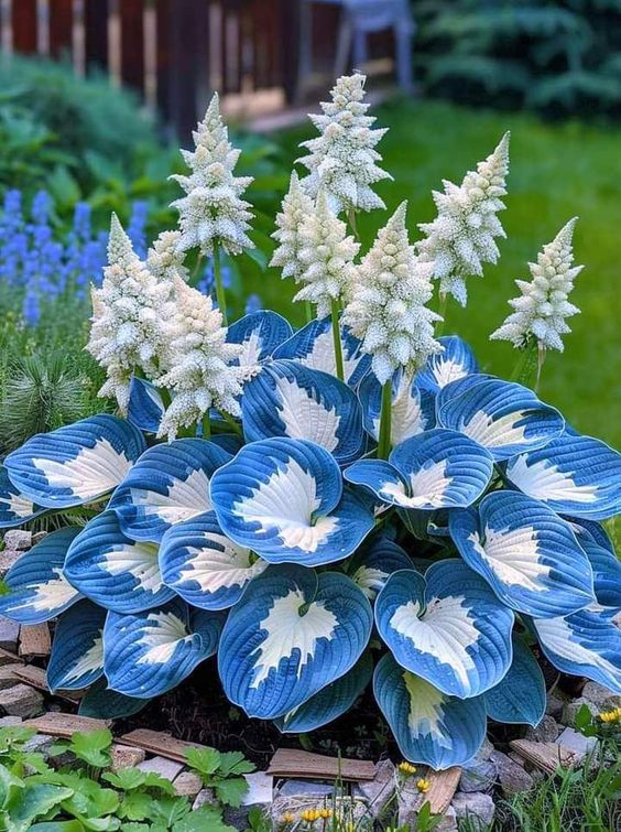 🌿 Die widerstandsfähige Schönheit: Schattenverträgliche und kälteresistente Hosta-Blüten 🌿