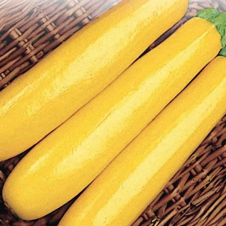 BANANEN ZUCCHINI SAMEN