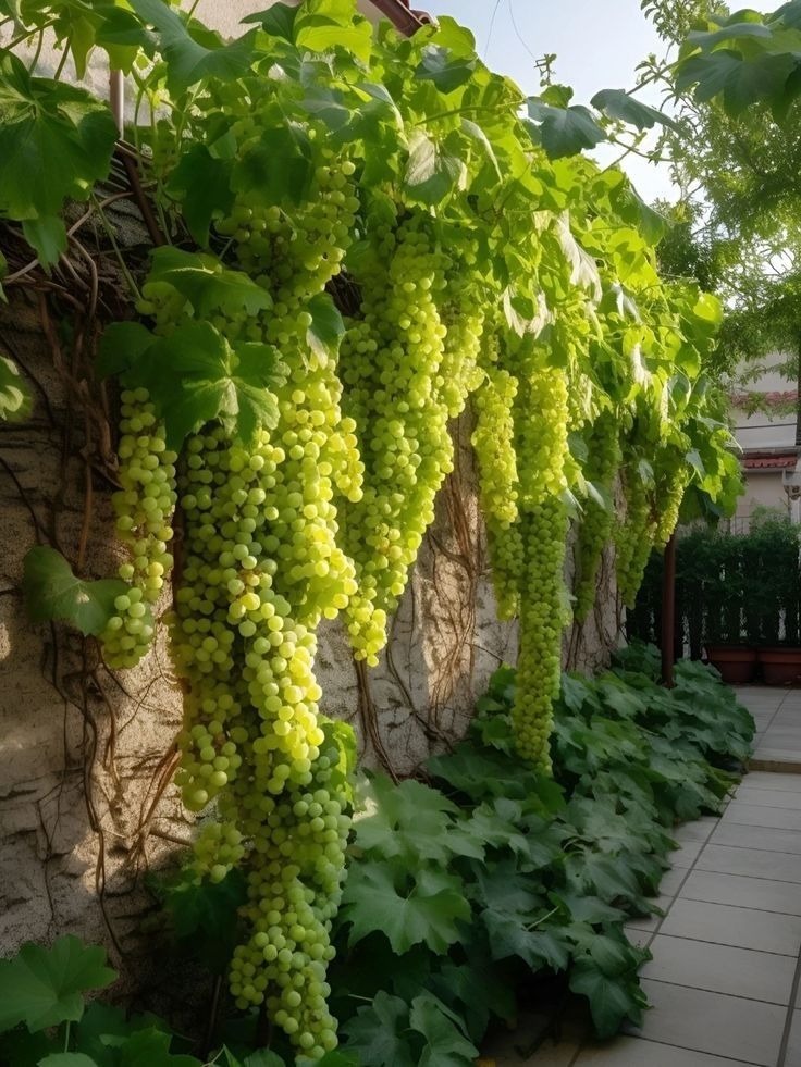Giant Seedless Waterfall Grape Seeds