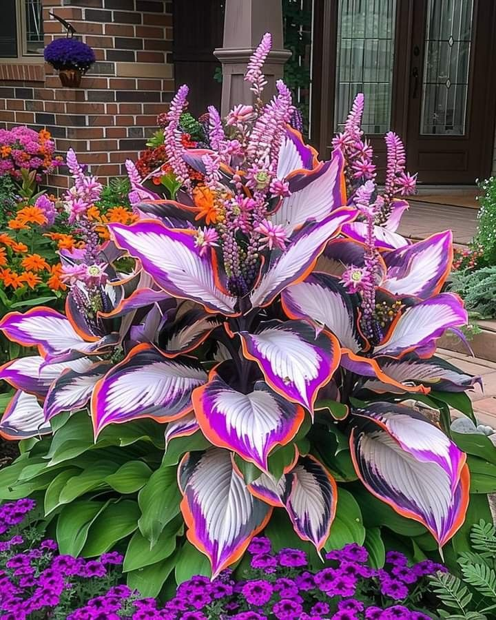 🌿DIE WIDERSTANDSFÄHIGE SCHÖNHEIT: SCHATTENTOLERANTE UND KÄLTEBESTÄNDIGE HOSTA-BLUMENSAMEN