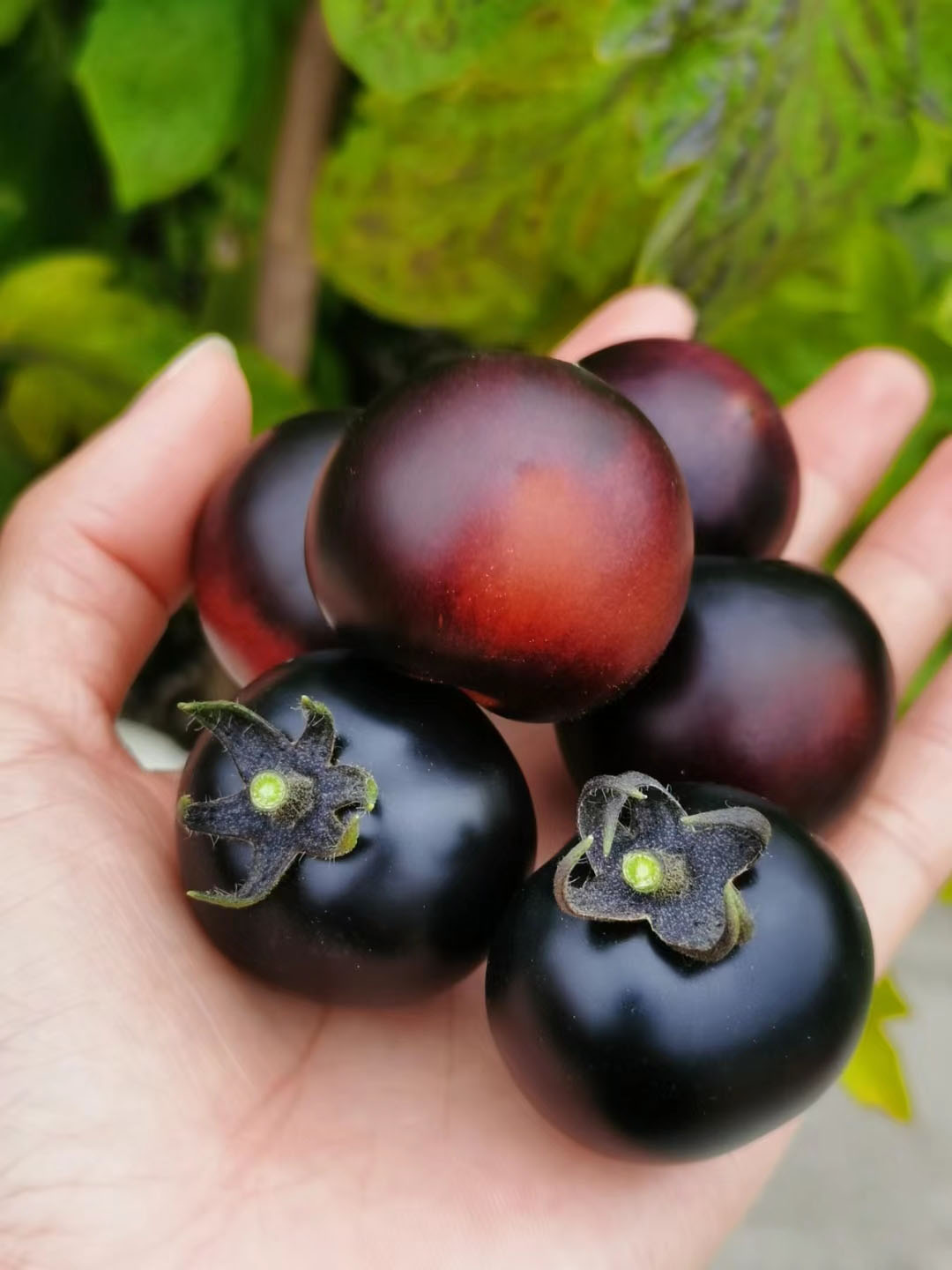 SCHWARZE EDELSTEINTOMATE DER ZUCKERBOMBE