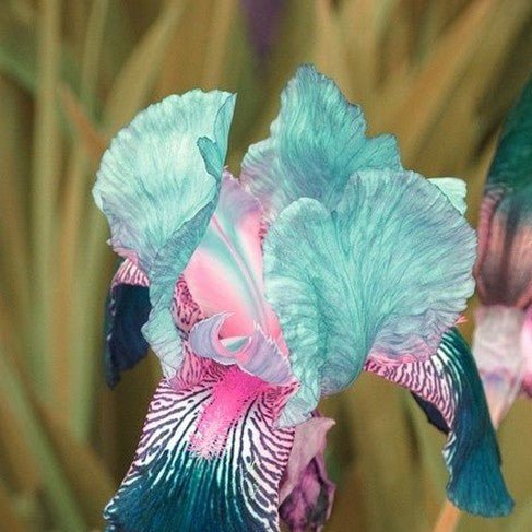 Multi-Varieties Iris Seeds, Heirloom Iris, 50pcs/pack
