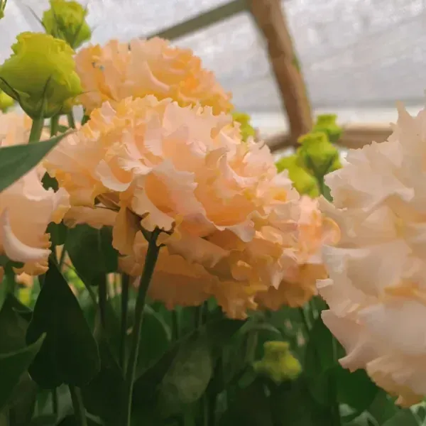 🌺LISIANTHUS – AUFRICHTIGE LIEBE
