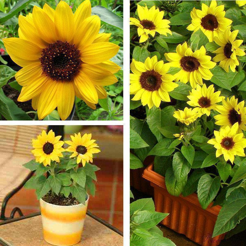 40pcs Zwergsonnenblumensamen Seltene Blumensamen