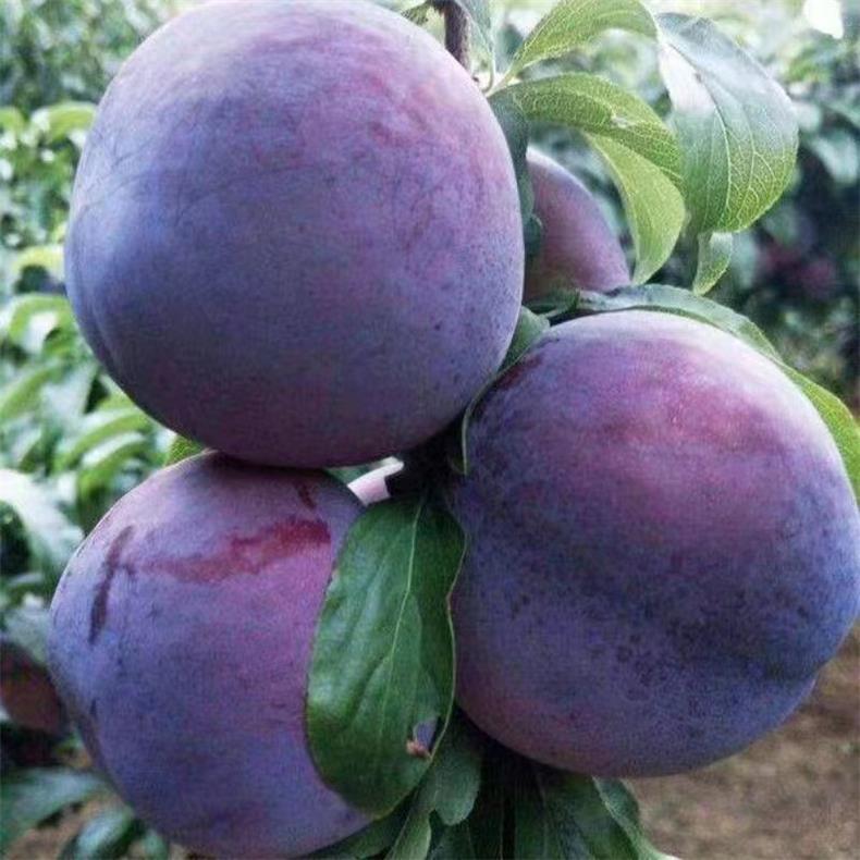 Black Plum Seeds