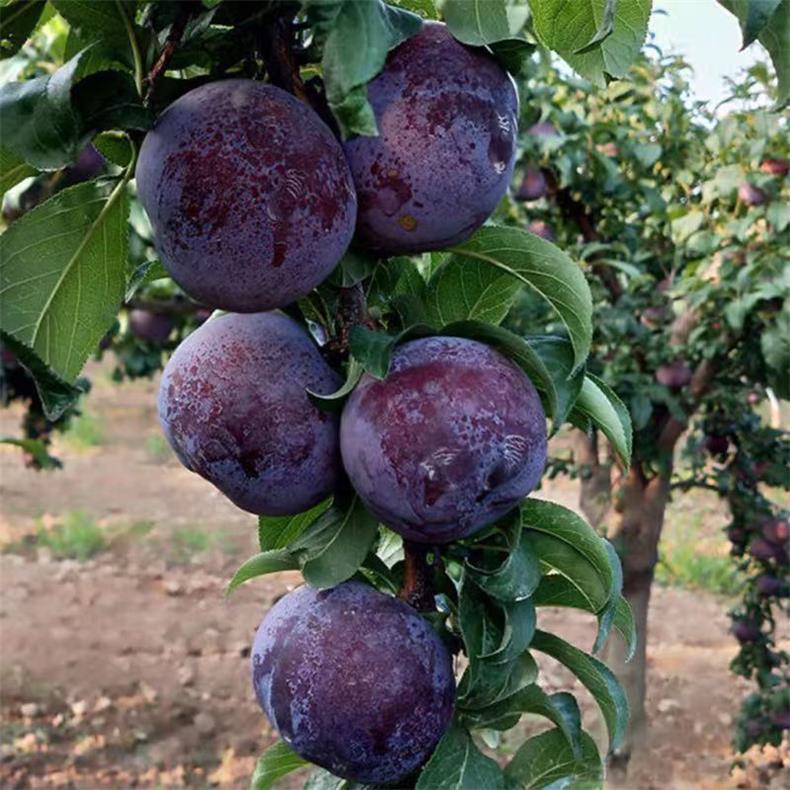 Black Plum Seeds