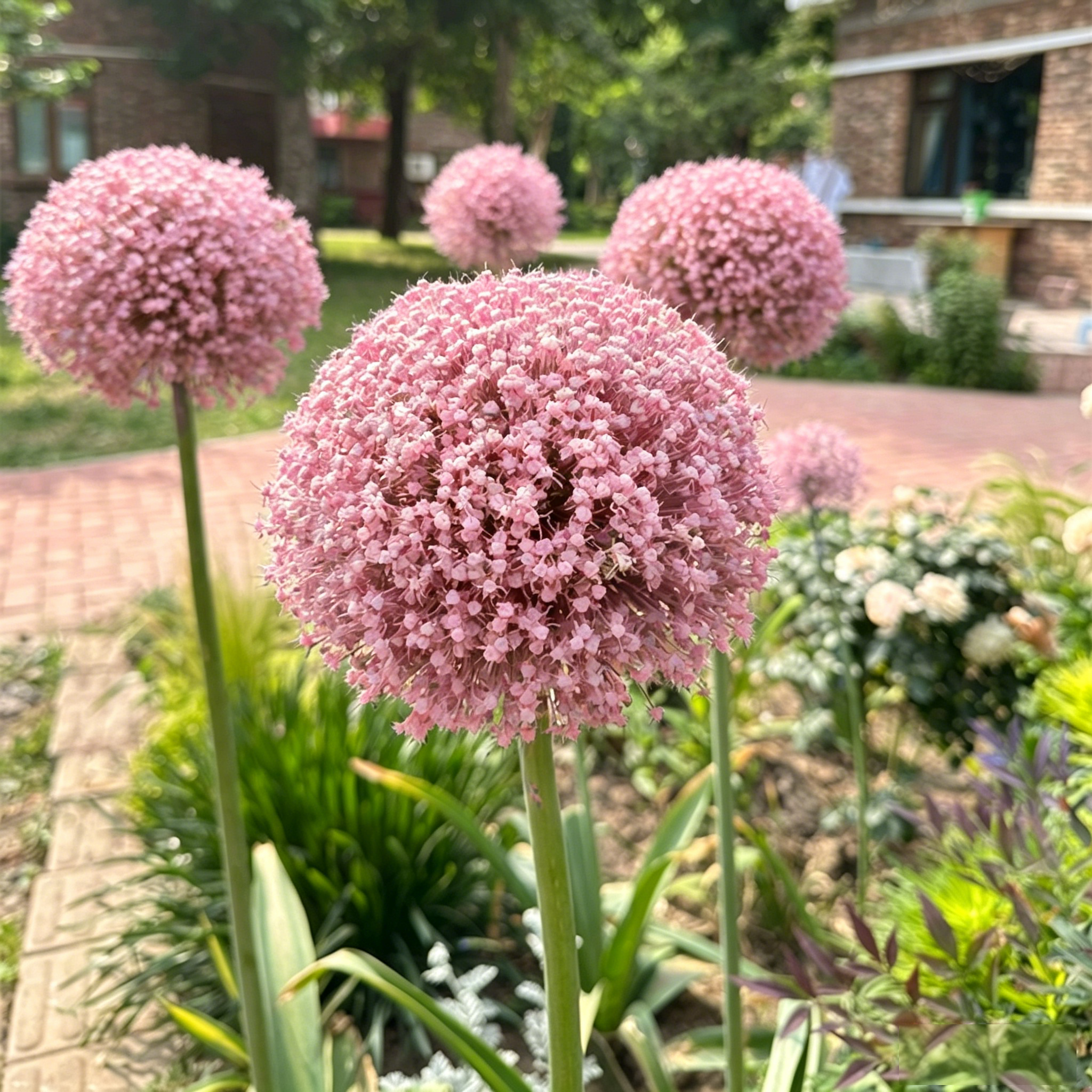 Allium giganteum, Zierlauchblüte