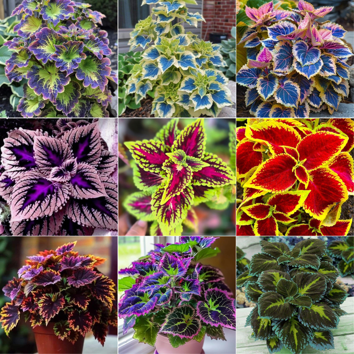🌿FROSTBESTÄNDIGER COLEUS IN SELTENEN FARBEN – ERHELLEN SIE IHREN RAUM MIT EINZIGARTIGEM LAUB 🌿