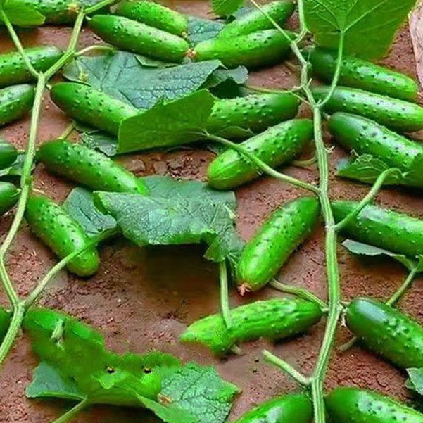🥒Crawling Cucumbers Seeds