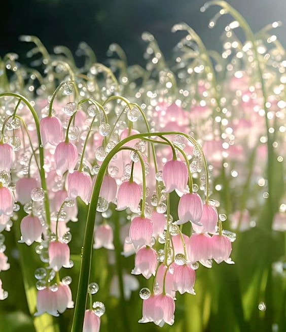 Lily Of The Valley Seeds