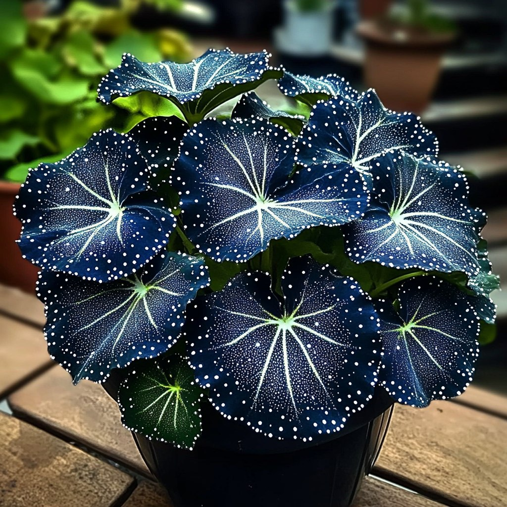 Blue Night Spark Begonia 🌙✨
