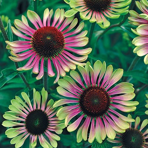 Lila Herz mit grünen Rändern Sonnenblume