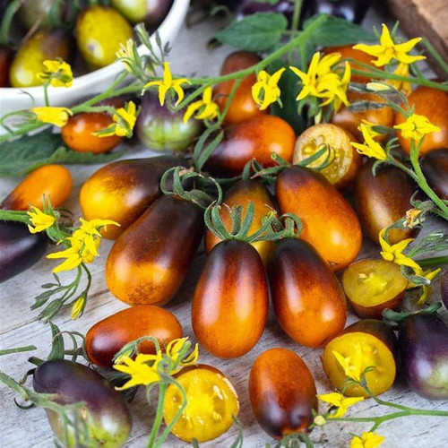 SCHWARZE EDELSTEINTOMATE DER ZUCKERBOMBE