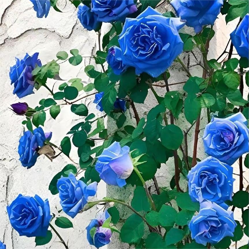 Blue Enchantress Roses - Rare-chloriseeds