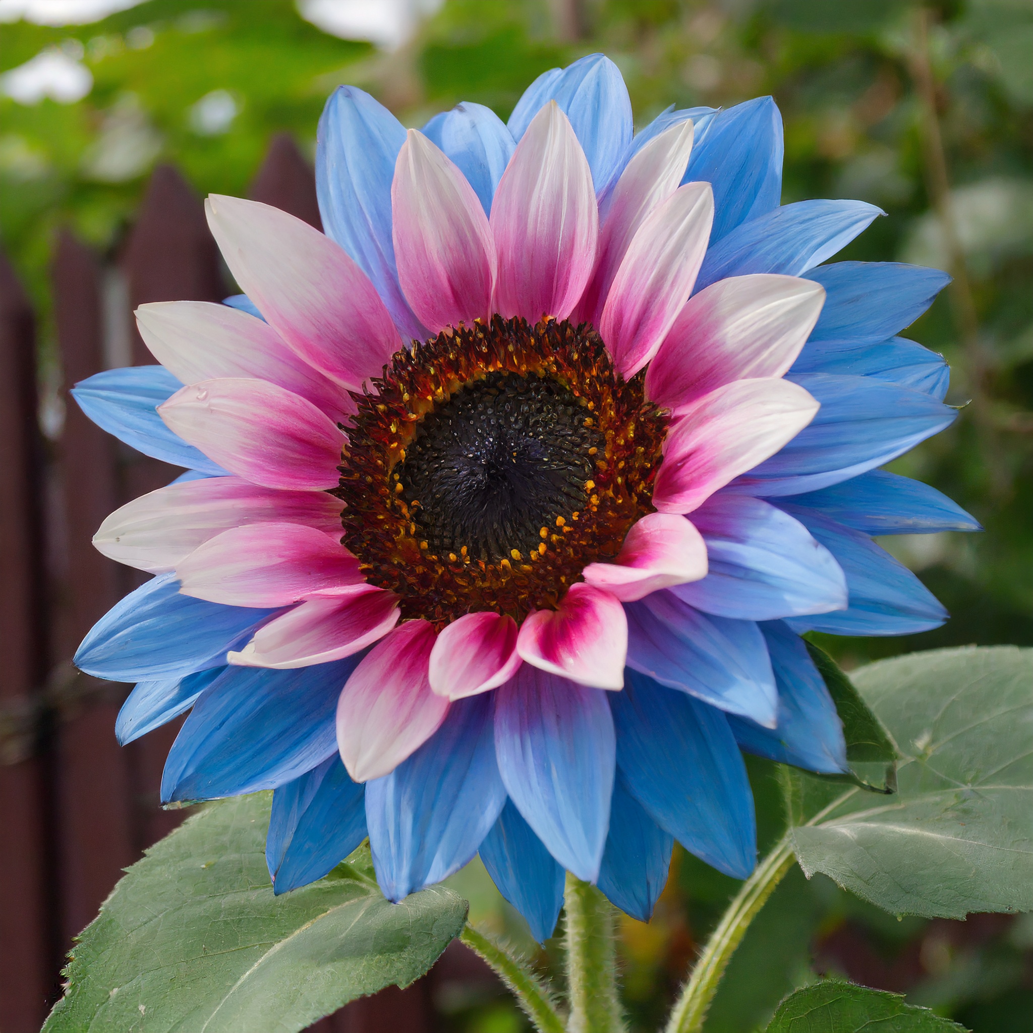 Zwillingsblüte blau über rosa Sonnenblumenkerne
