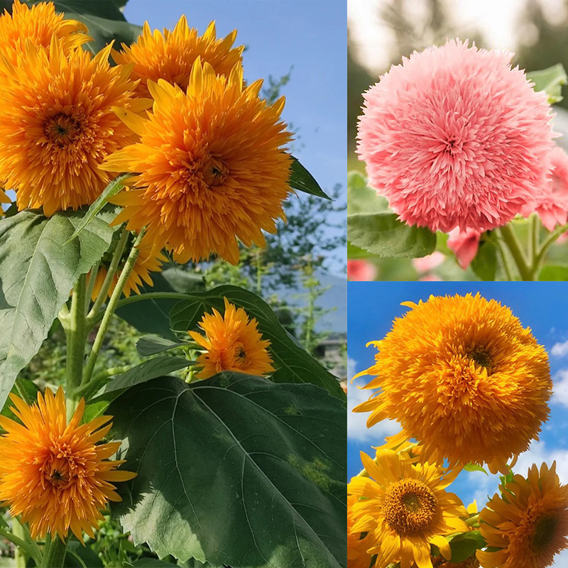 🚀Beste Wahl💖Teddybär-Sonnenblume🌻Farbe der Sonne