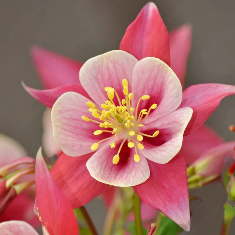 💥53 % Rabatt🌱Akelei-Blumensamen🌺Perfekte Wahl