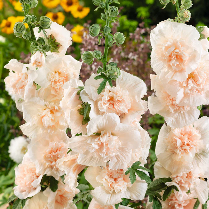 Double Hollyhock Seeds