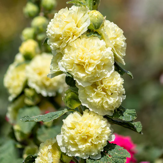 Double Hollyhock Seeds