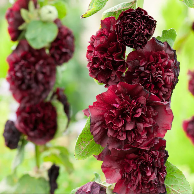 Double Hollyhock Seeds