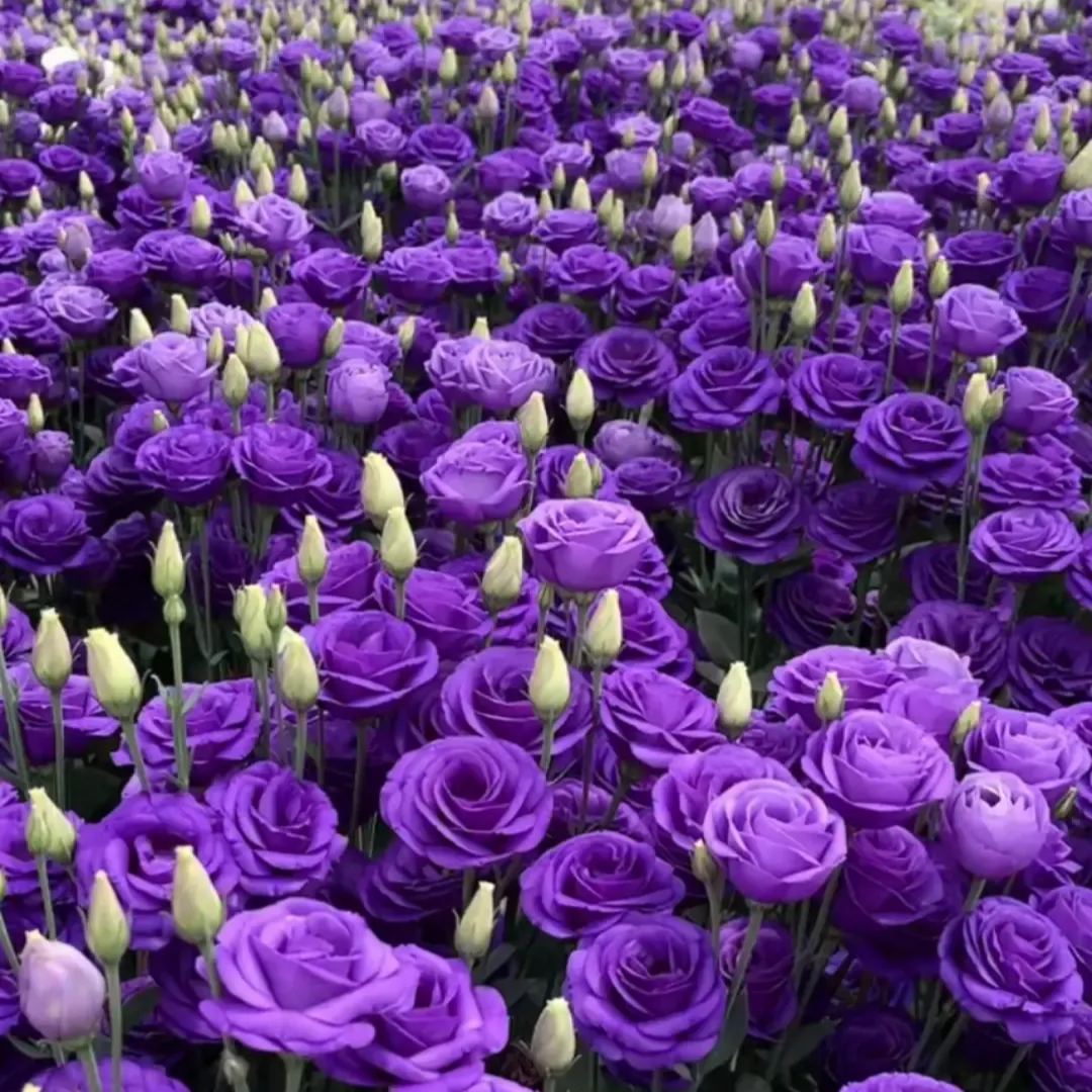 Multi-Color Eustoma Grandiflorum Seeds-chloriseeds