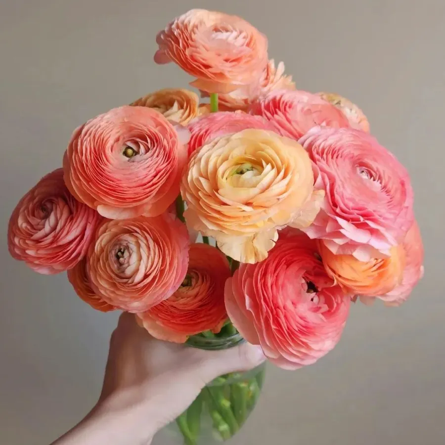 🌸 Perennials Ranunculus  Mixed color Plants  - Garden Flower Seeds