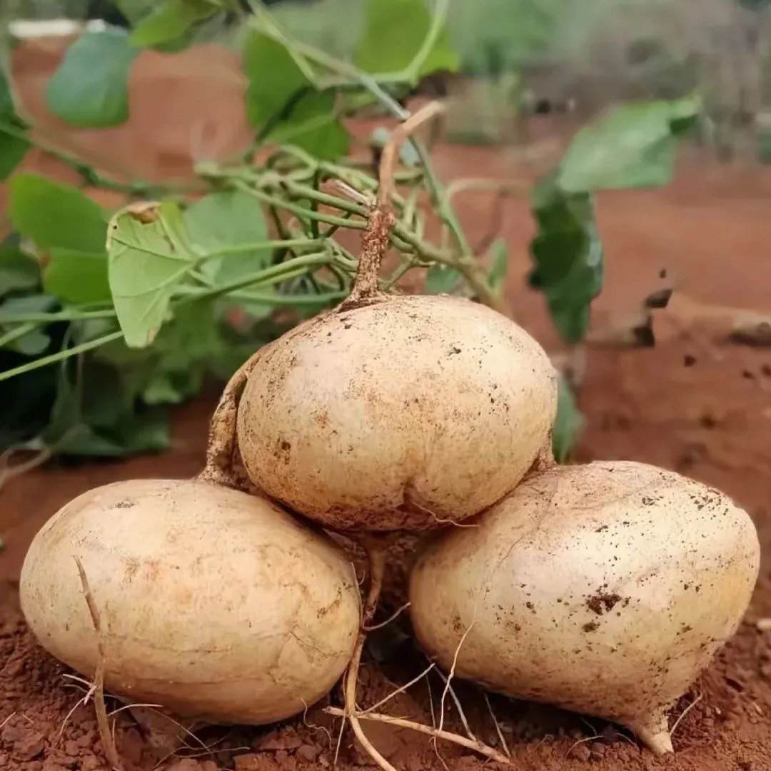JICAMA Samen