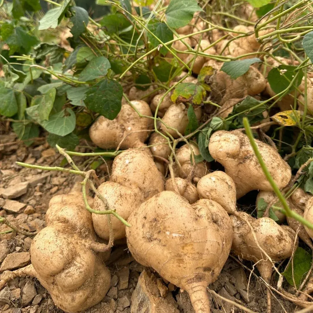 JICAMA Samen