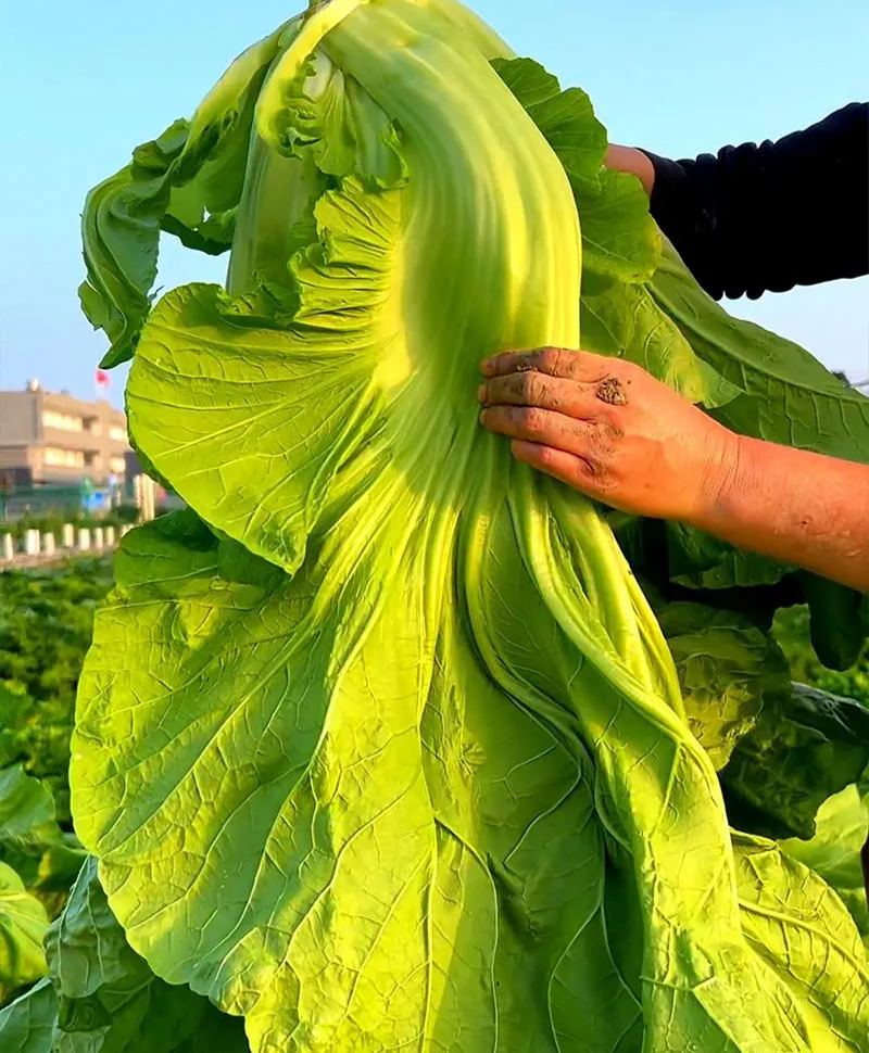Giant Bok Choy, Big Meat Vegetable, Cabbage Mustard Seeds