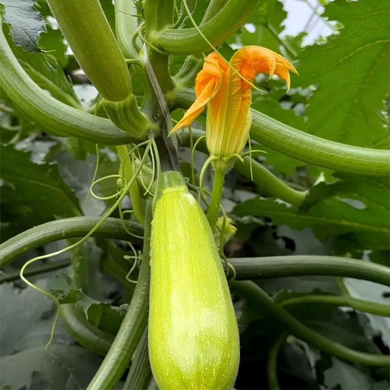 Cream Zucchini Seeds, Pale Green Seeds