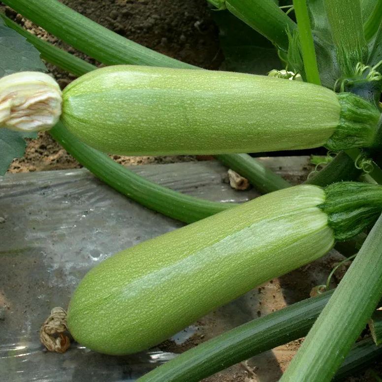 Cream Zucchini Seeds, Pale Green Seeds
