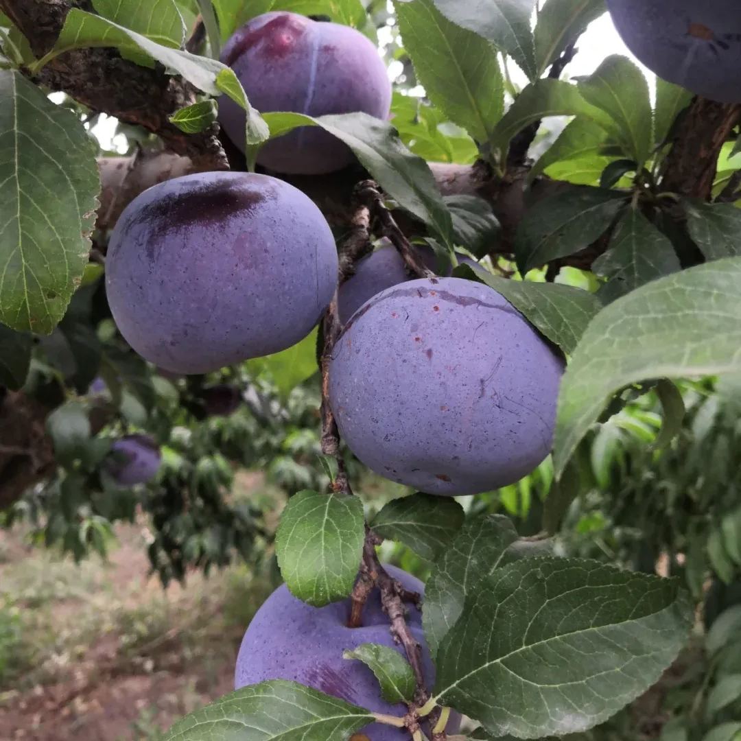 Black Plum Seeds