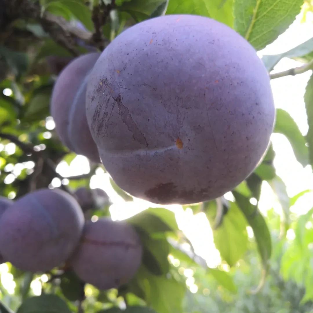 Black Plum Seeds