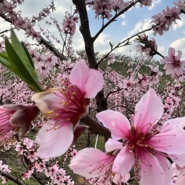 Red Heart Yellow Peach Seeds