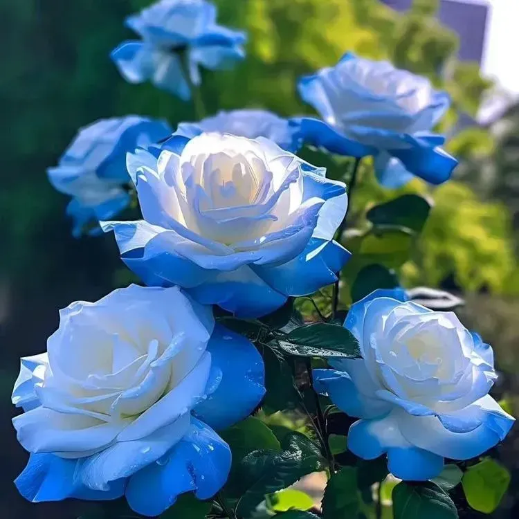💙Blue Enchantress Mix Blaue Rosensamen✨