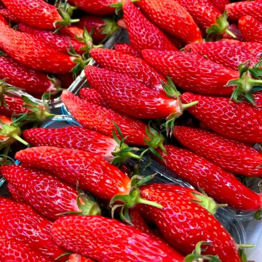 🪴Rare Strawberry Seeds🍓 Juicy and Sweet💥 Best Seller of 2024