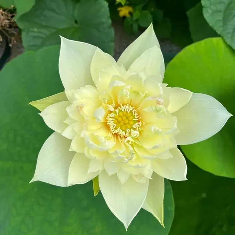【🌸7 TAGE KEIMUNG🌸】LETZTER TAG SALE - 50% RABATT💐DIE HEILIGE BONSAI-SCHALE LOTUSBLÜTE