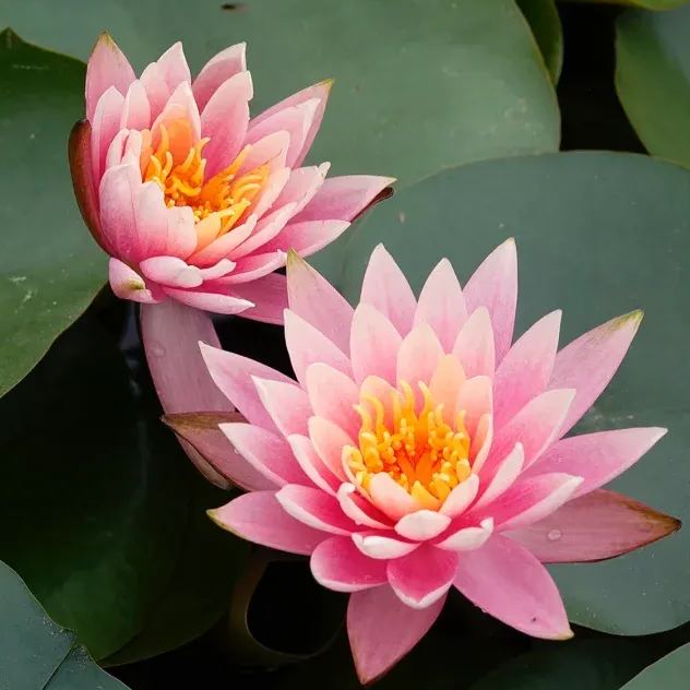 Water Lily Seeds