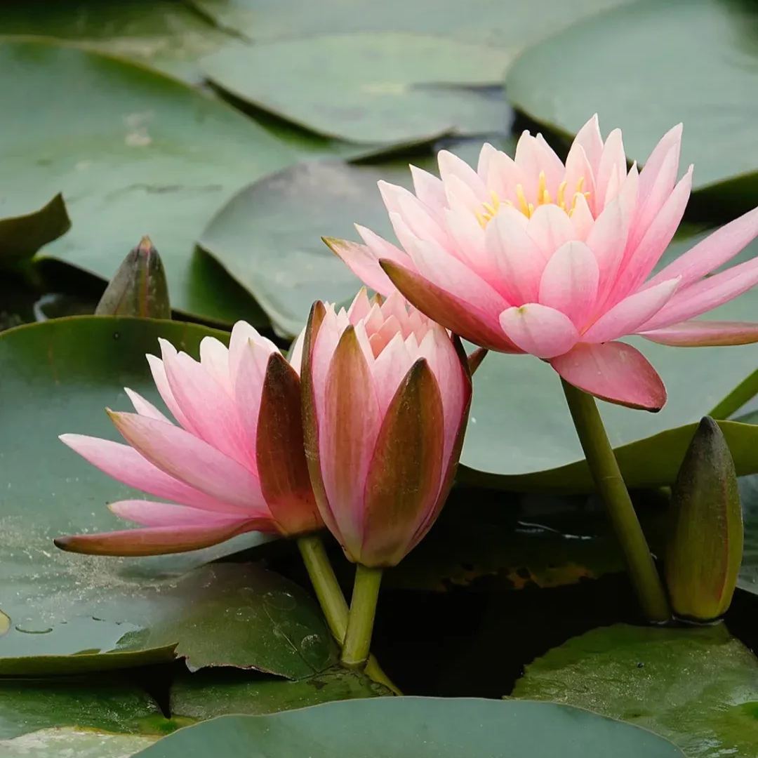 Water Lily Seeds