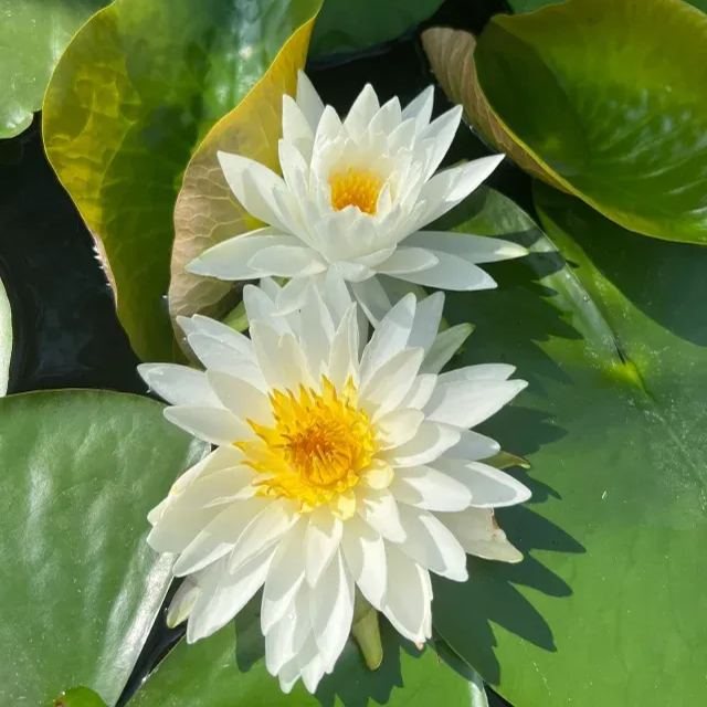 Water Lily Seeds