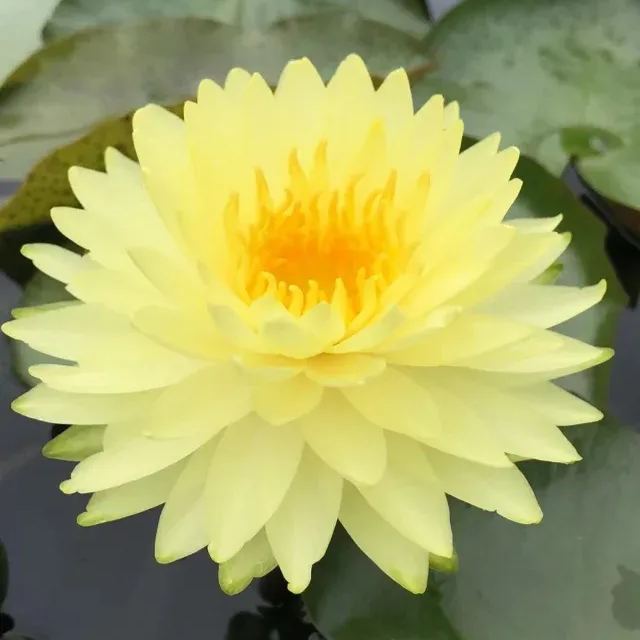Water Lily Seeds