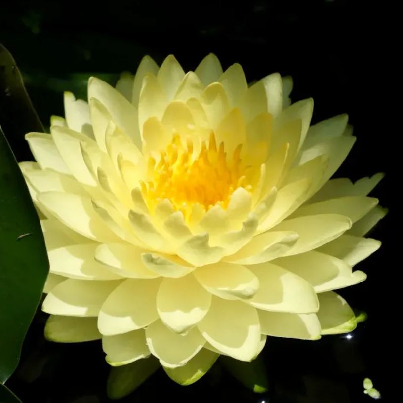 Water Lily Seeds