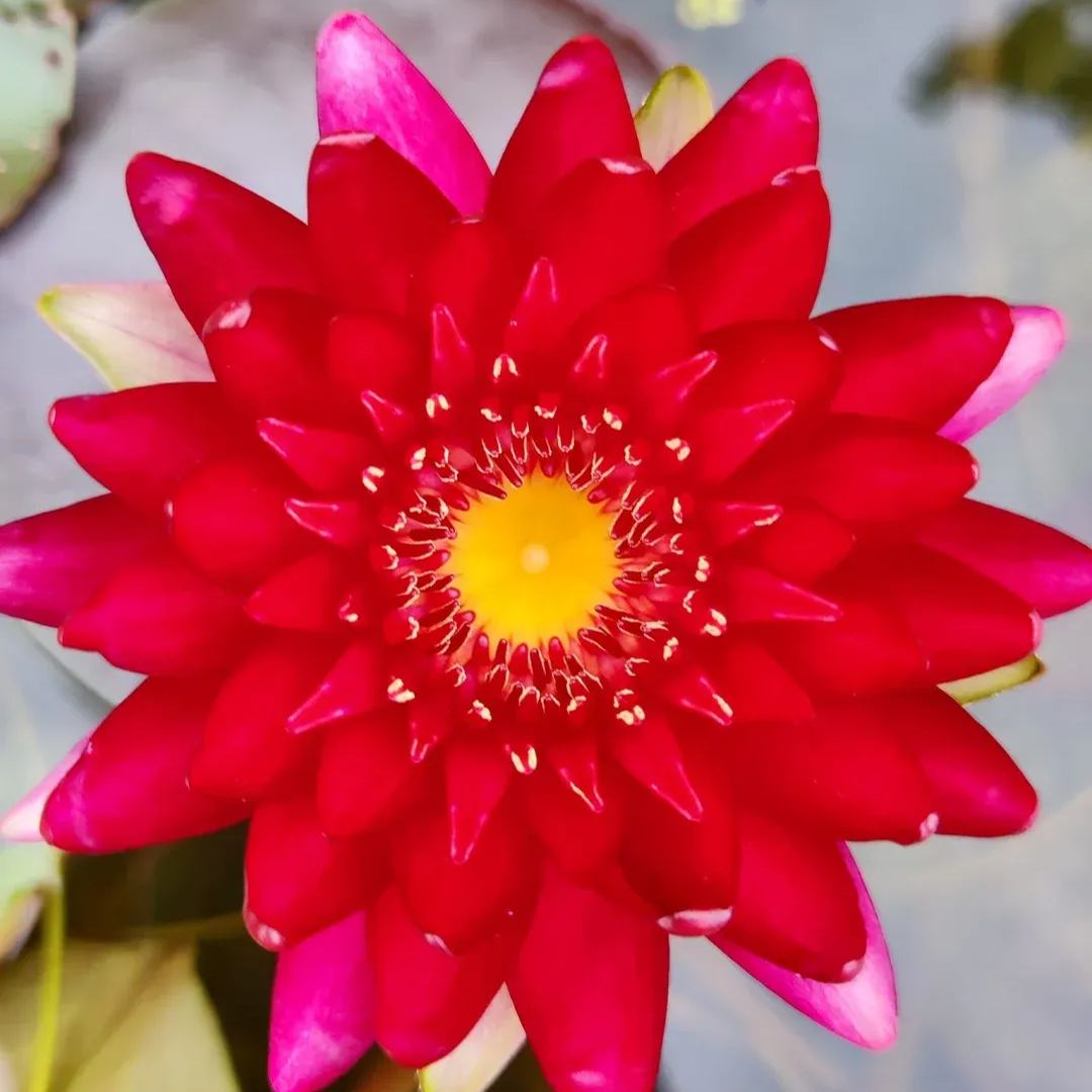 Water Lily Seeds