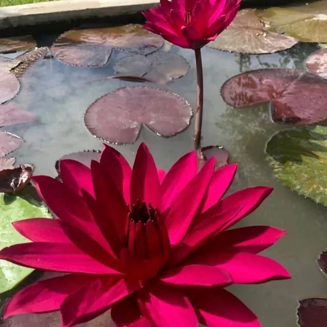 Water Lily Seeds